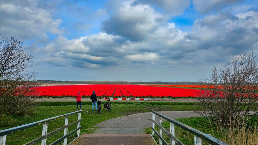Fietsen bollenvelden op de kanoroute