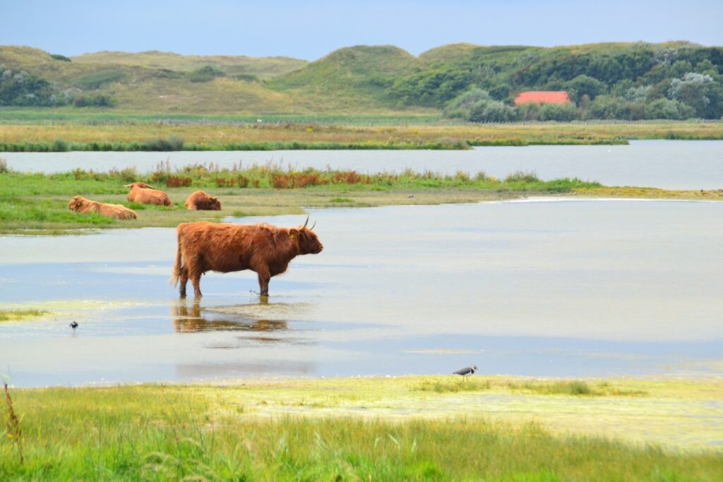 Wandelen Mariendal Kop van noord-holland den helder