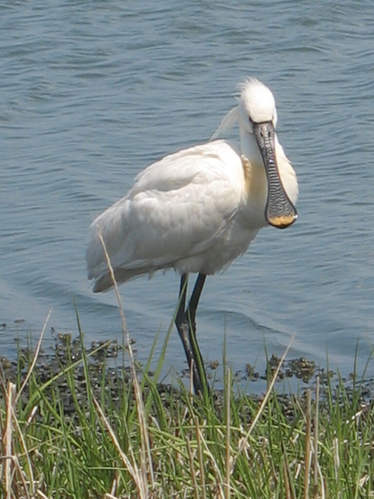 Lepelaar op de balgzandpolder