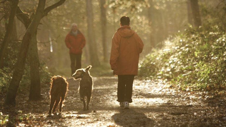 bos de donkere duinen