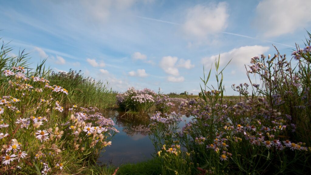 Fauna in de grafelijkheidsduinen in Den Helder met roze plantjes en water