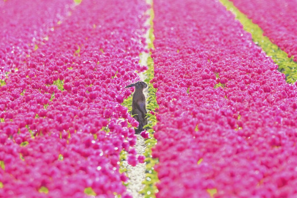 konijn tussen de tulpenvelden in Julianadorp