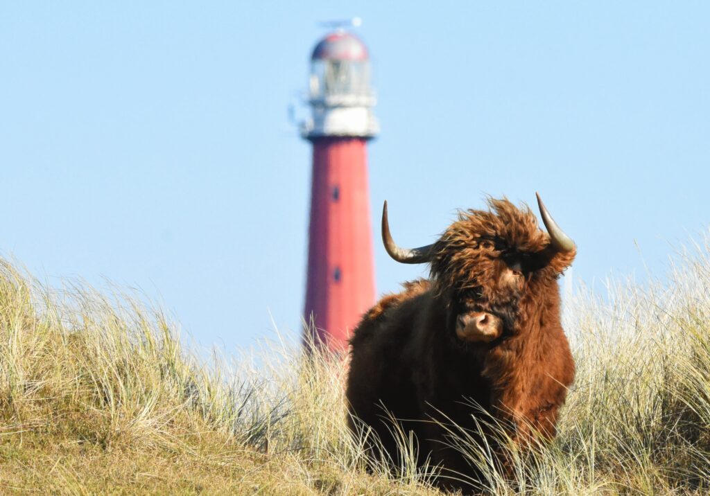 Vuurtoren grafelijkheidsduinen