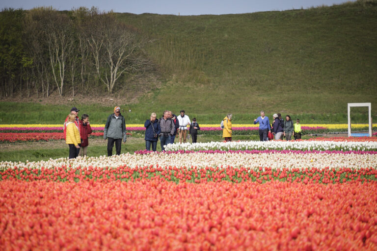 Kleurrijk Julianadorp Wandeldag door de bollenvelden