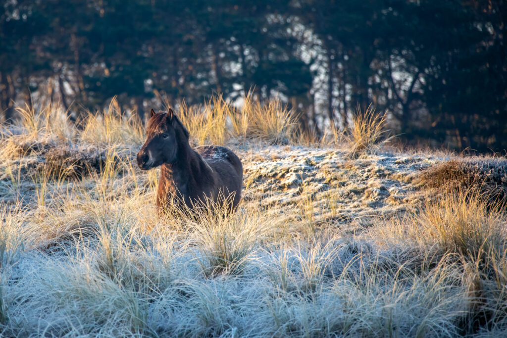 paard in de Grafelijkheidsduinen