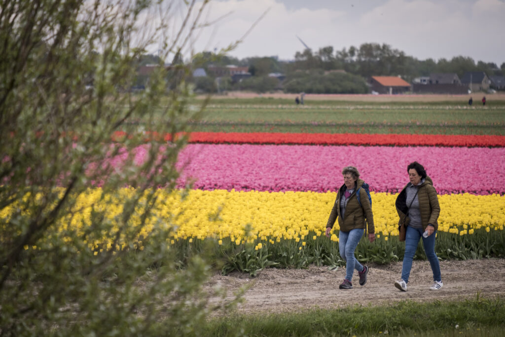 Bollenwandeling in Julianadorp