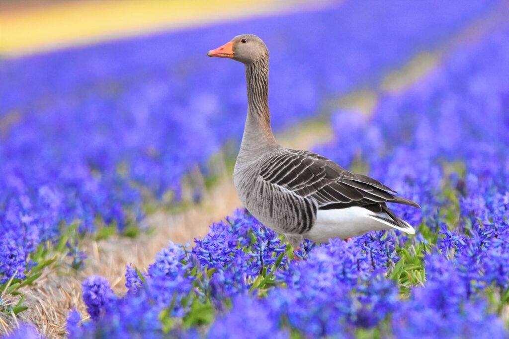 Gans in de hyacinten velden