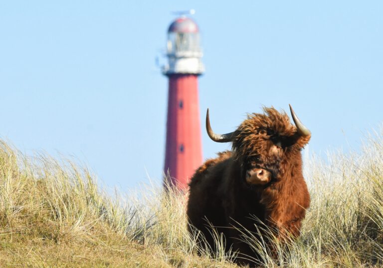 Schotse Hooglander Vuurtoren