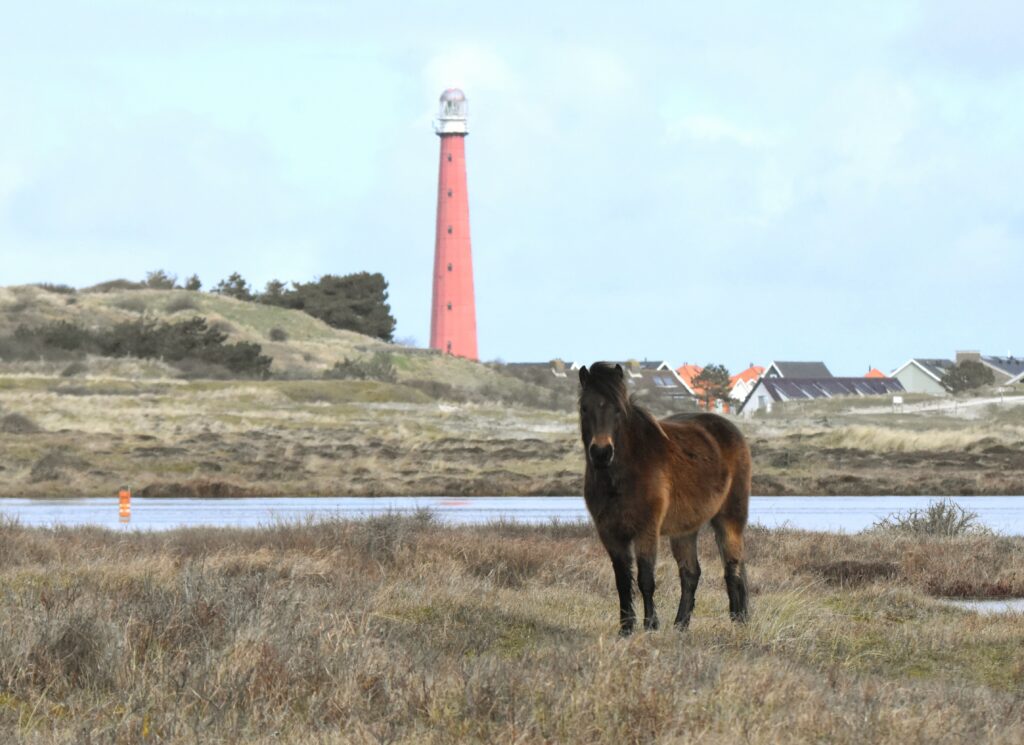 Konikpaarden Grafelijkheidsduinen
