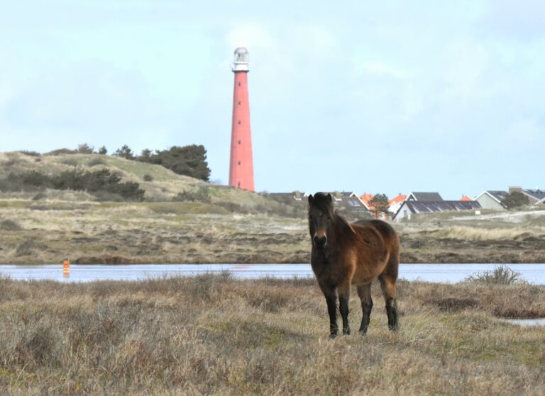 Konikpaarden Grafelijkheidsduinen