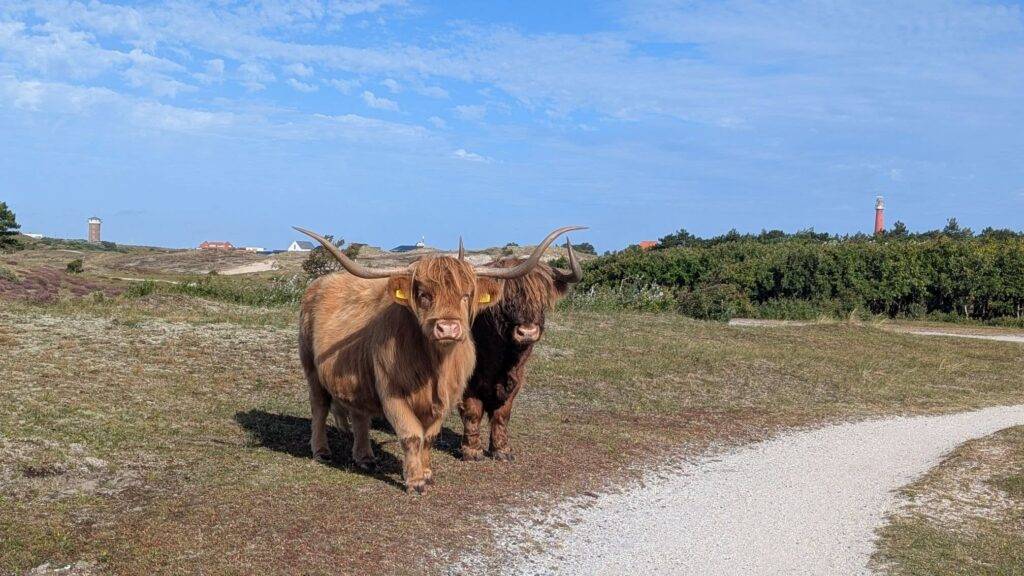 Mooiste Helderse plaatjes met de Schotse Hooglanders
