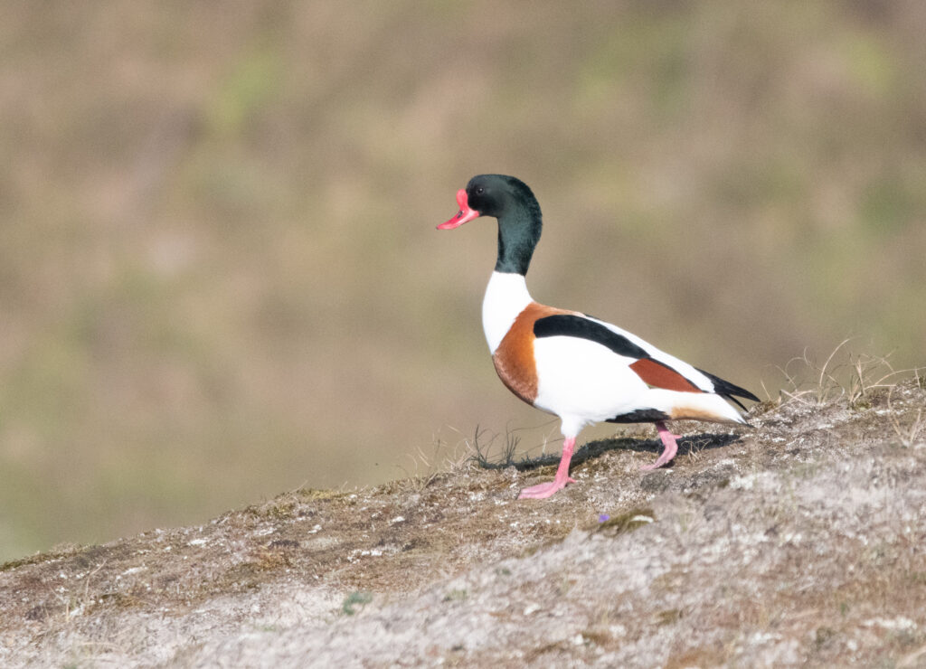 Bergeend in de Noordduinen