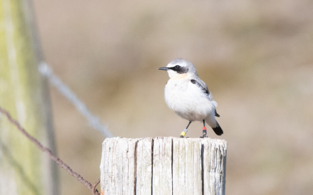 Een Tapuit in de Helderse Noordduinen