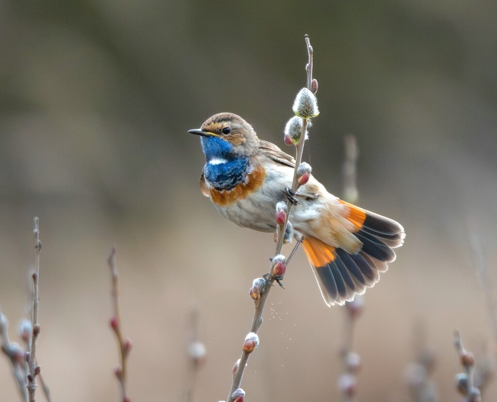 Blauwborst vogel in de Helderse Noordduinen