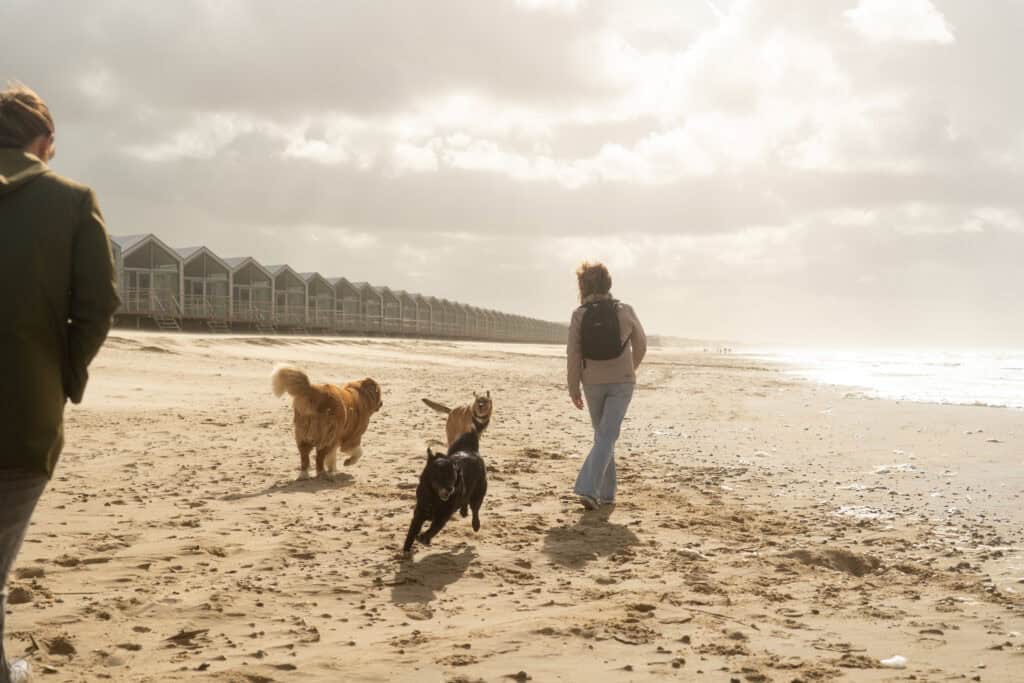 Dogtober am Strand in Den Helder und Julianadorp