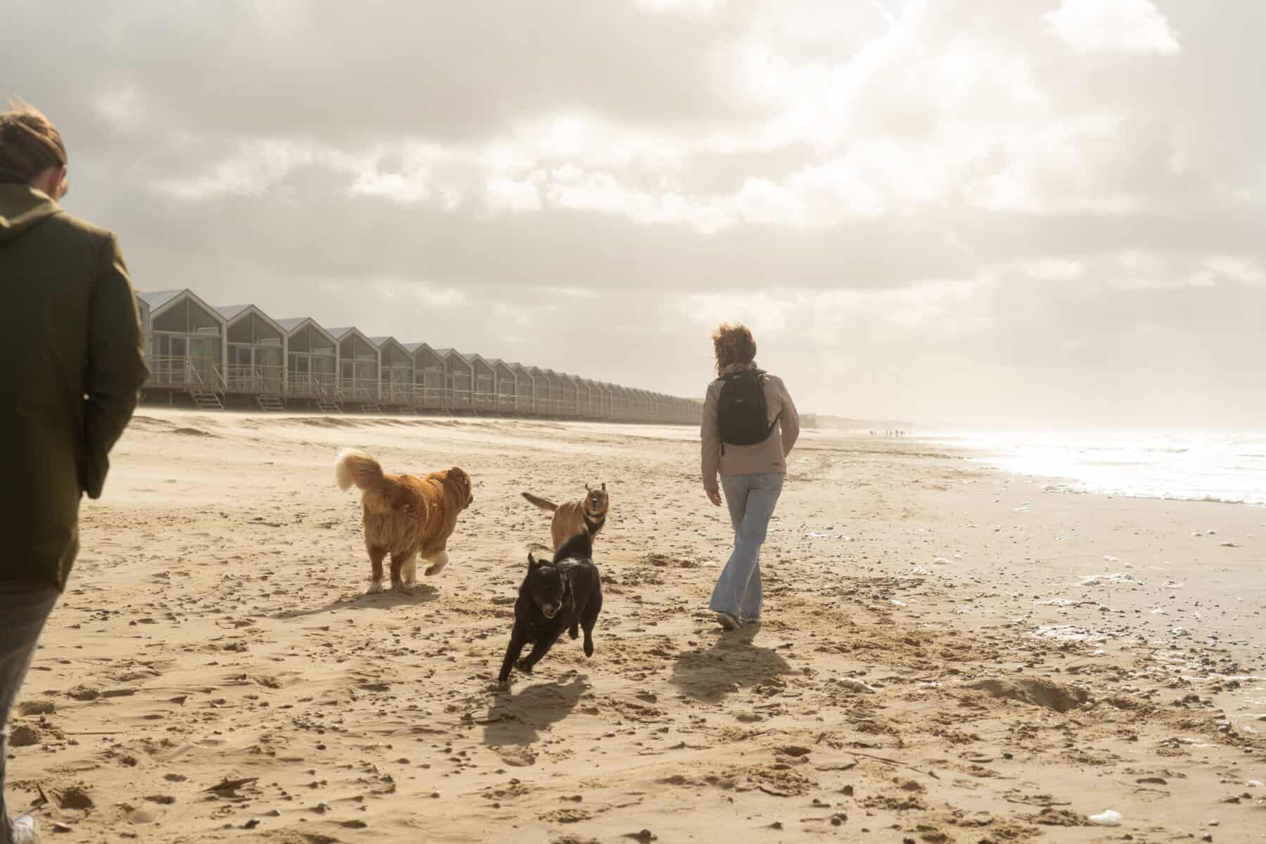 dogtober op het strand in Den Helder en Julianadorp