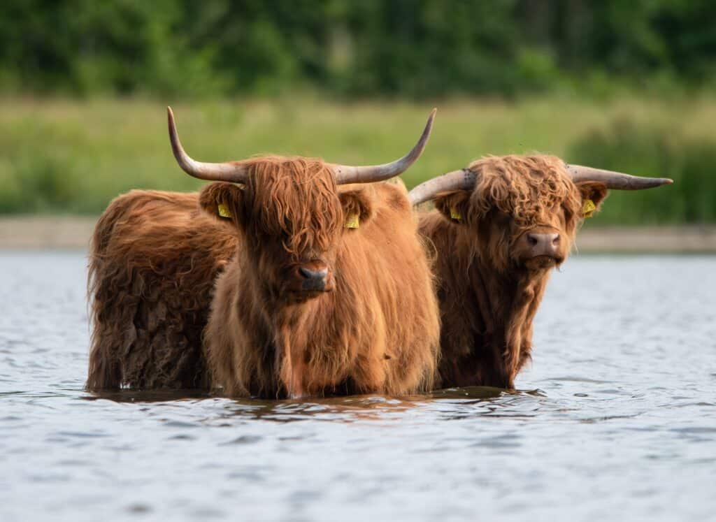 Schotse hooglanders in Mariendal