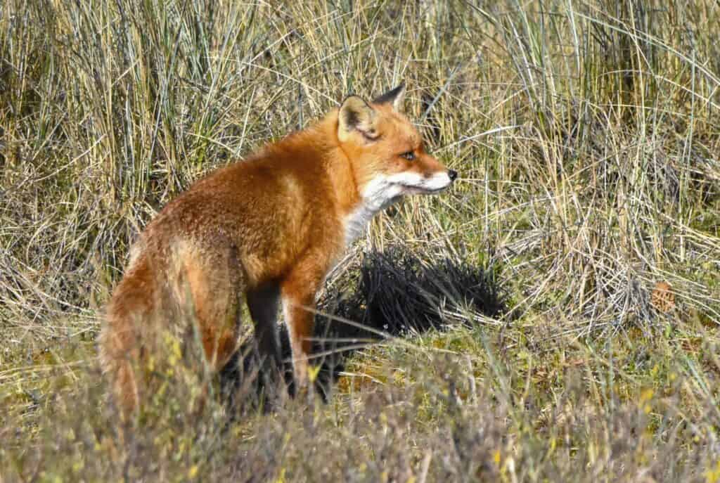 Vos in natuurgebied Mariendal in Den Helder